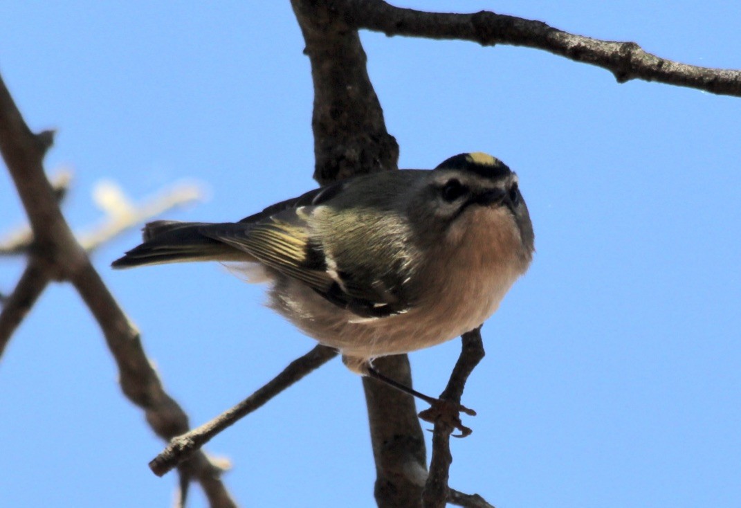 Golden-crowned Kinglet - David Brotherton, cc