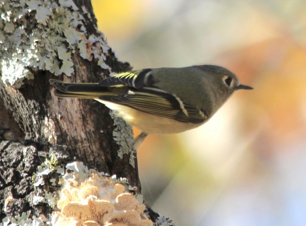 Ruby-crowned Kinglet - David Brotherton, cc