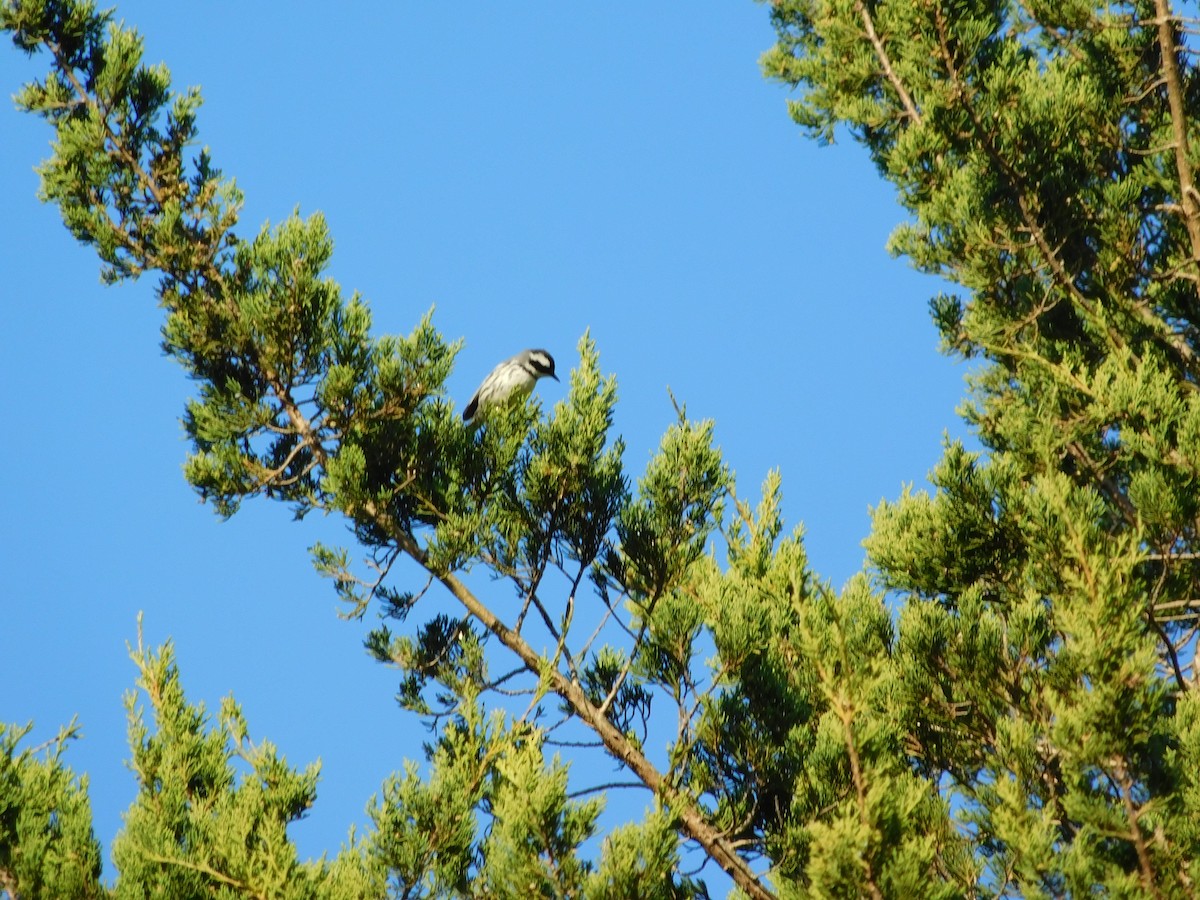 Black-throated Gray Warbler - Chris Monahan