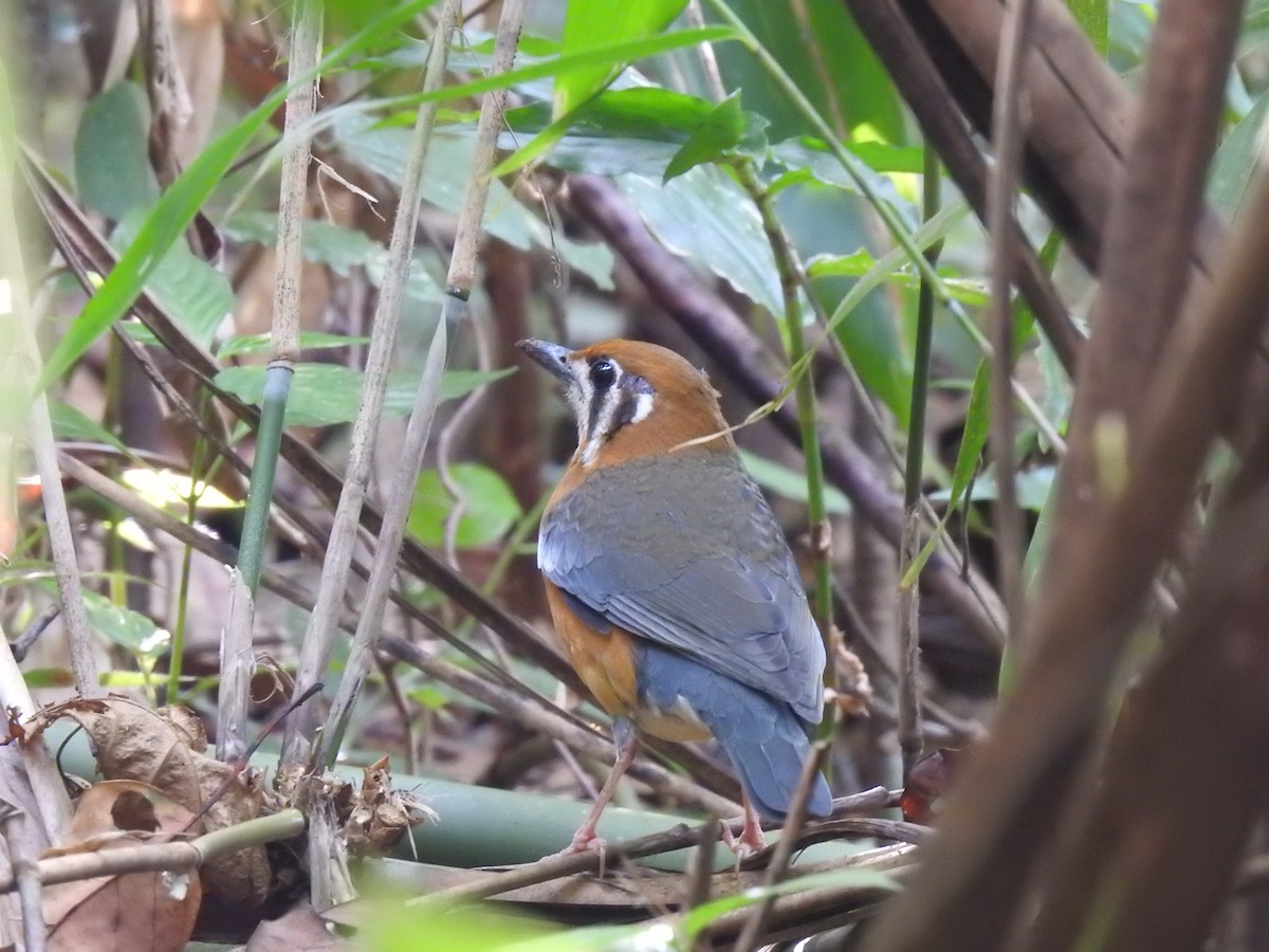 Orange-headed Thrush (White-throated) - ML282868671