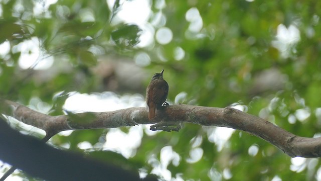 Slender-billed Xenops - ML282870131