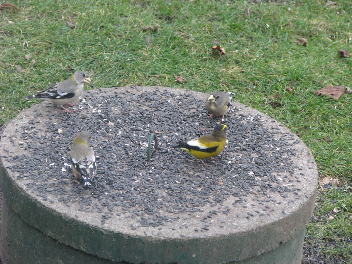 Evening Grosbeak - Larry Hall