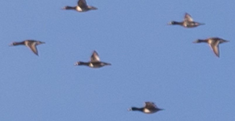 Greater Scaup - Gretchen Dunham