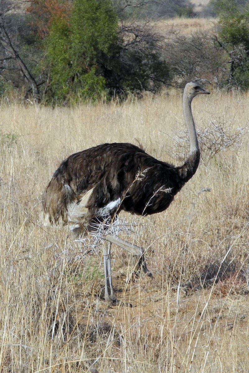Common Ostrich - Guy Stevens
