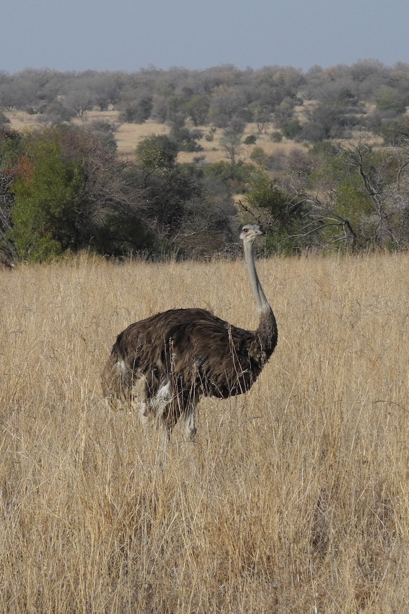 Common Ostrich - Guy Stevens