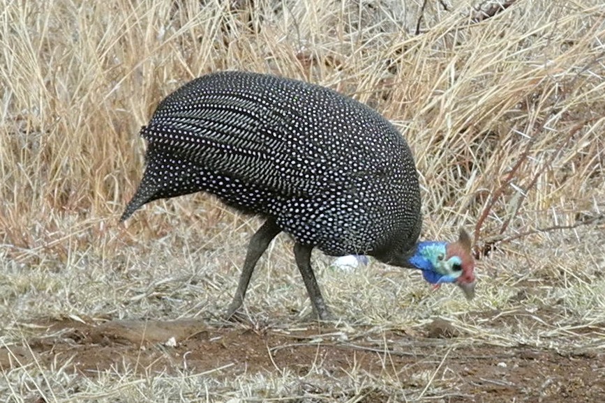 Helmeted Guineafowl - Guy Stevens