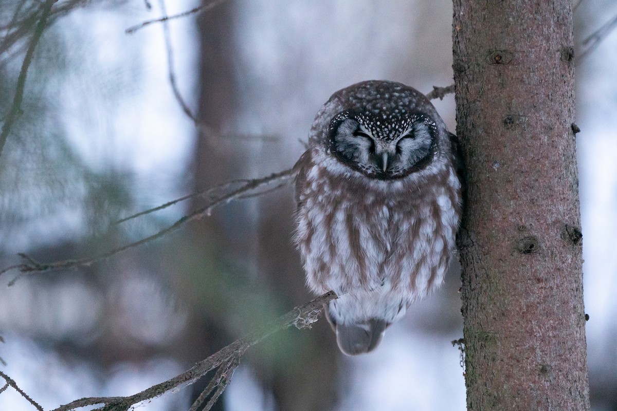 Boreal Owl - ML282874771