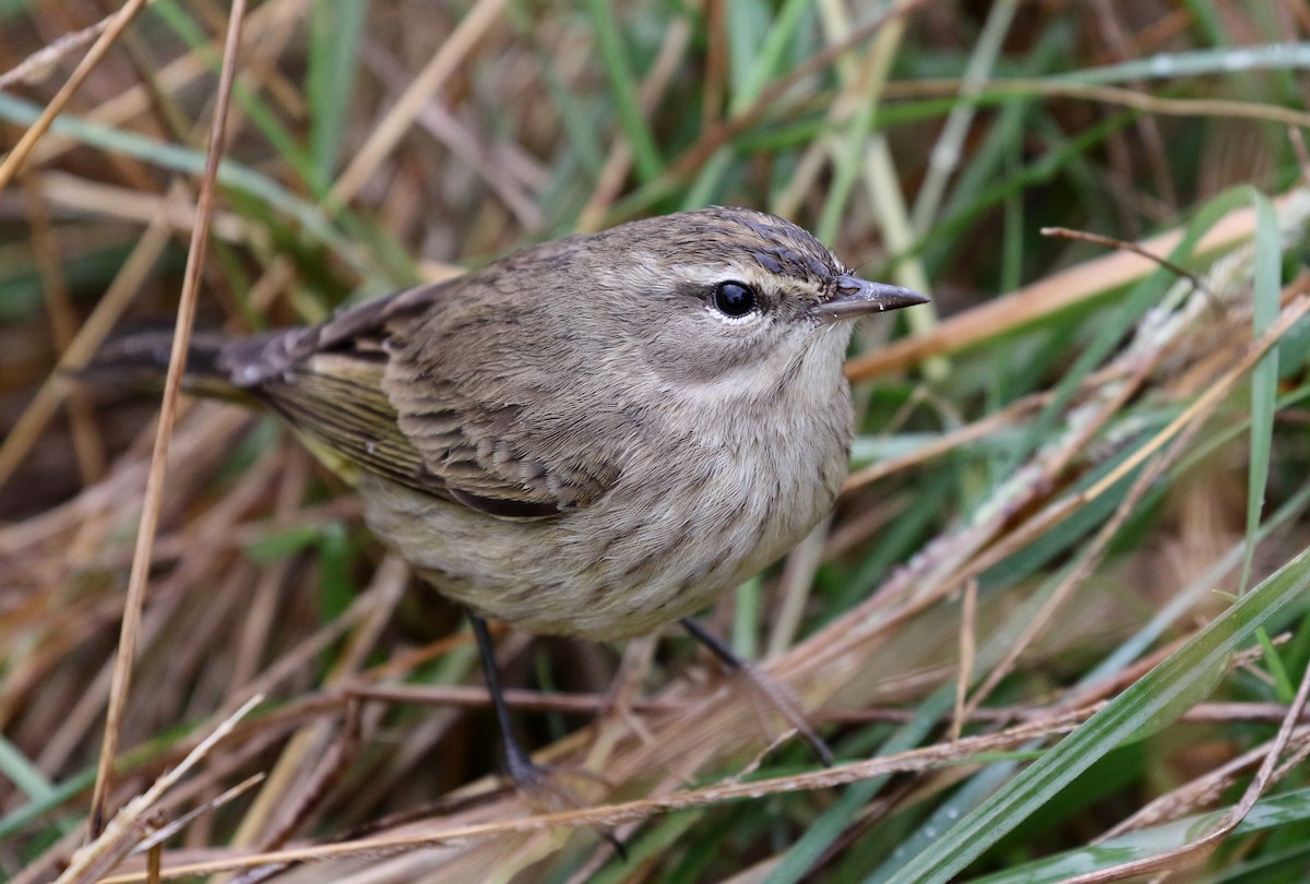Palm Warbler - ML282876271