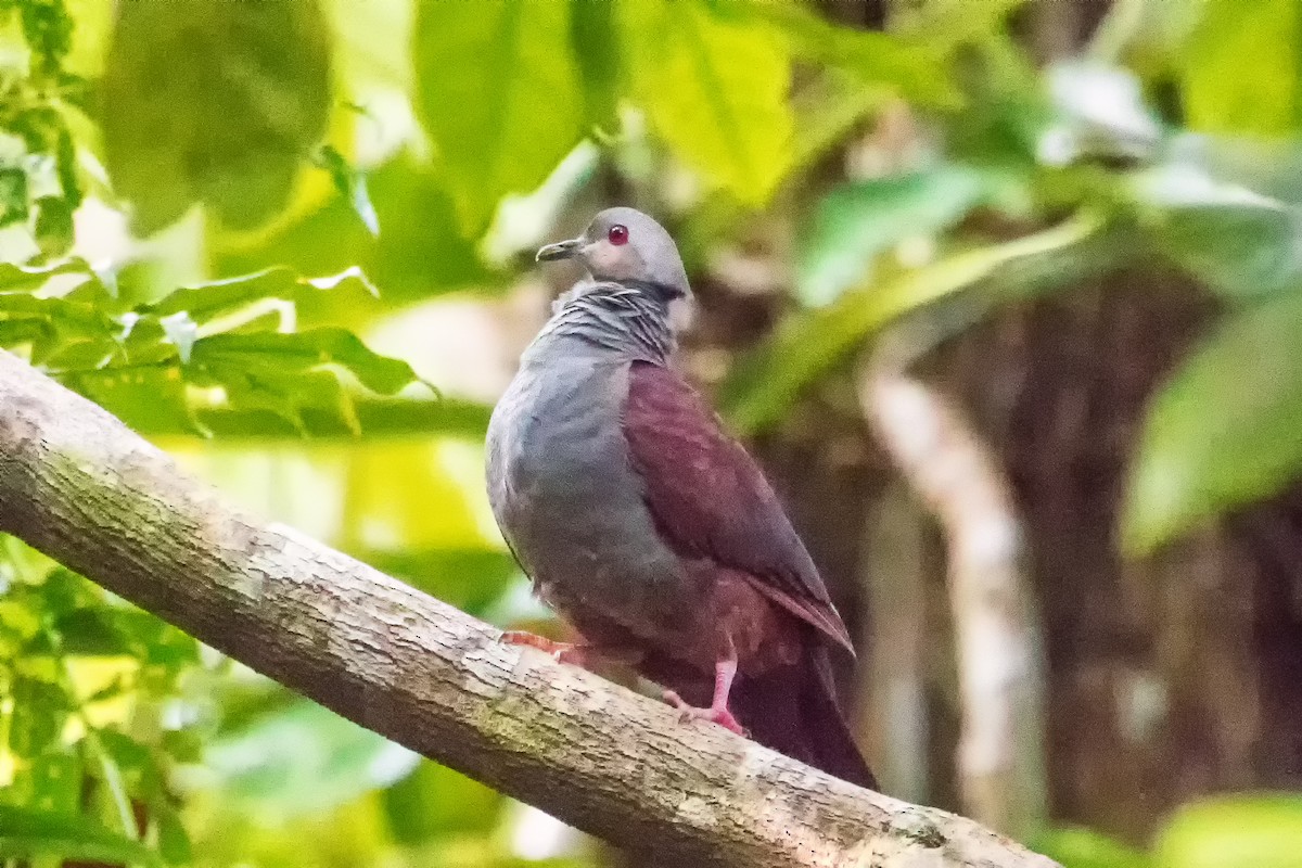 Crested Quail-Dove - ML282876431