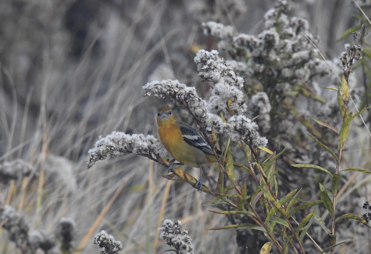 Baltimore Oriole - ML282876861