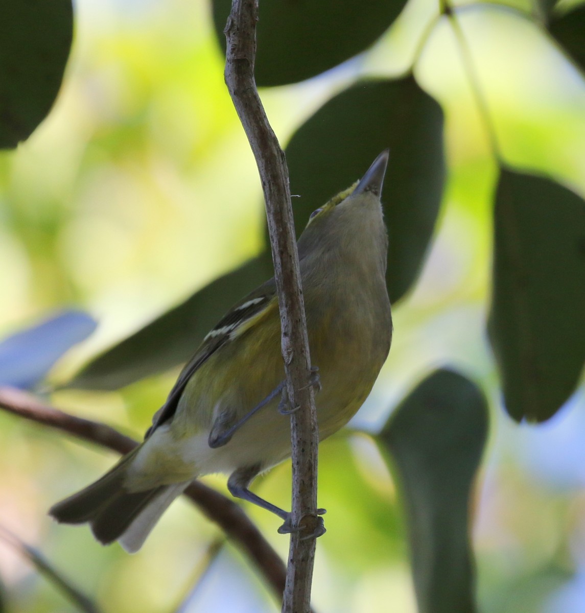 White-eyed Vireo - ML282877171