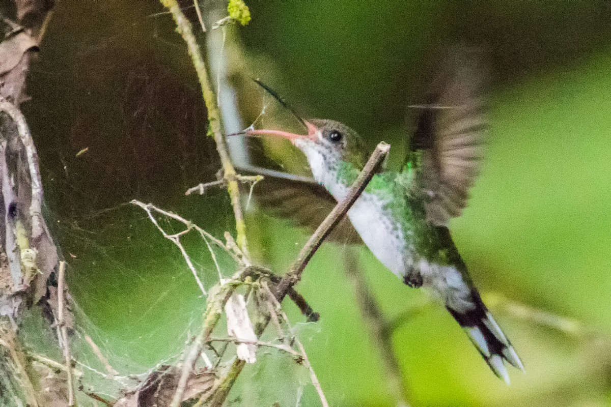 Red-billed Streamertail - ML282877761