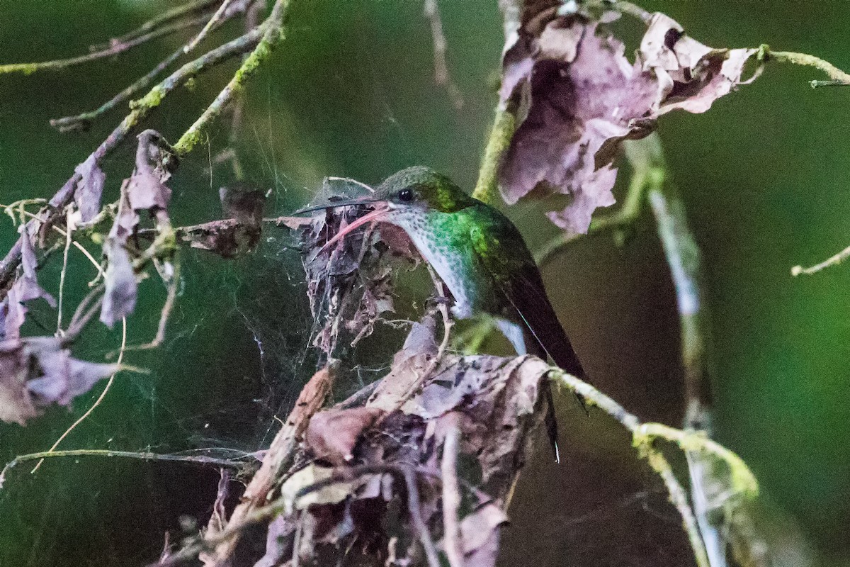 Colibri à tête noire - ML282877771