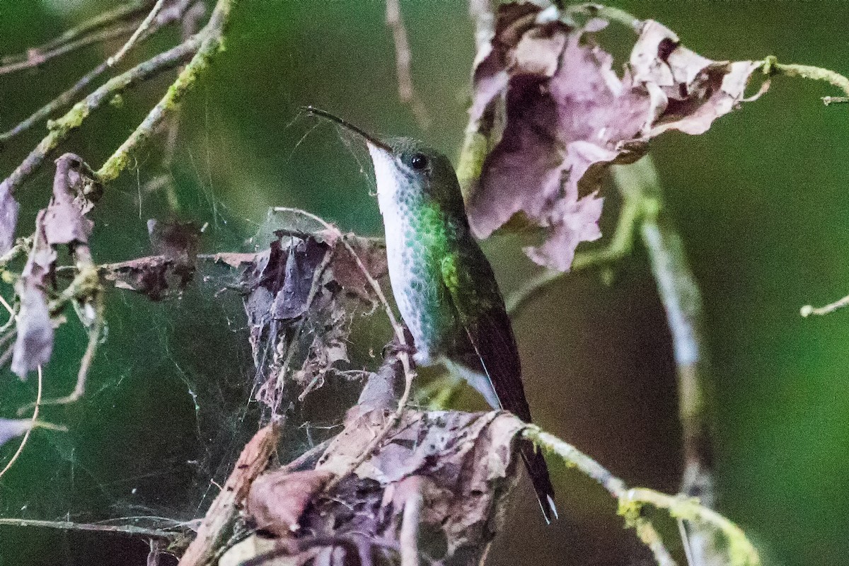 Colibri à tête noire - ML282877811