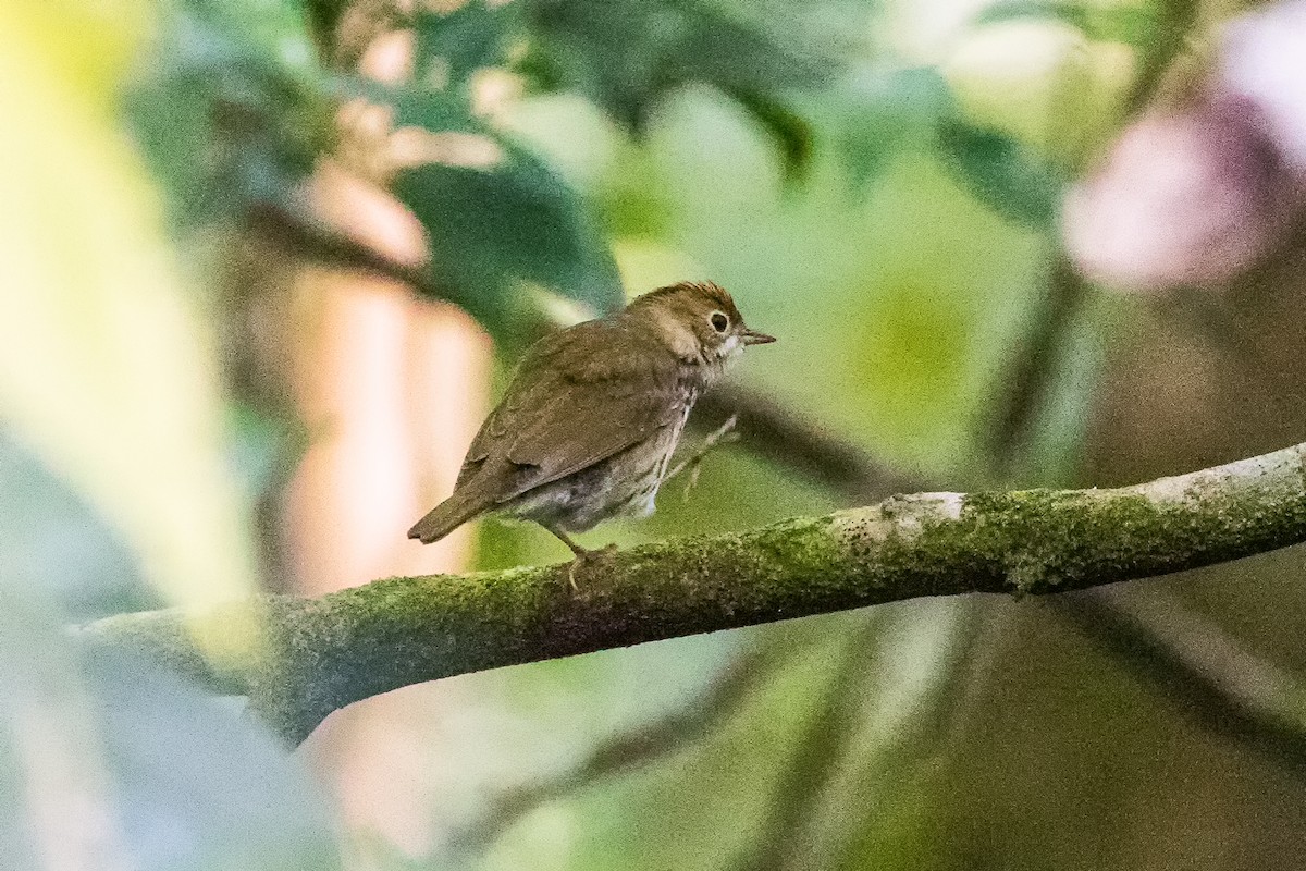 Ovenbird - ML282877831