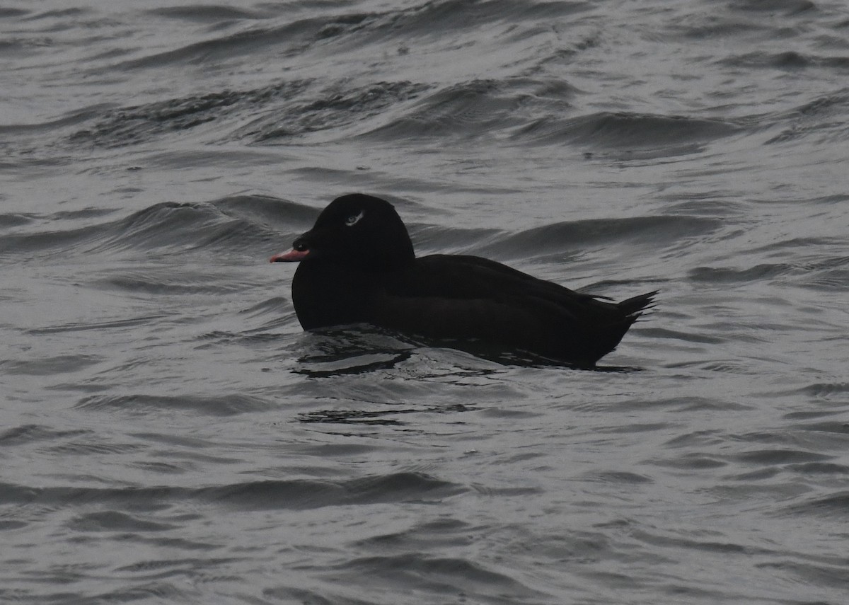 White-winged Scoter - ML282878401