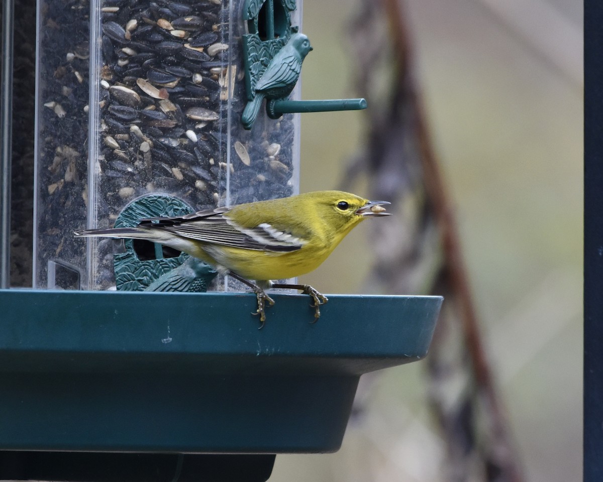 Pine Warbler - ML282880061