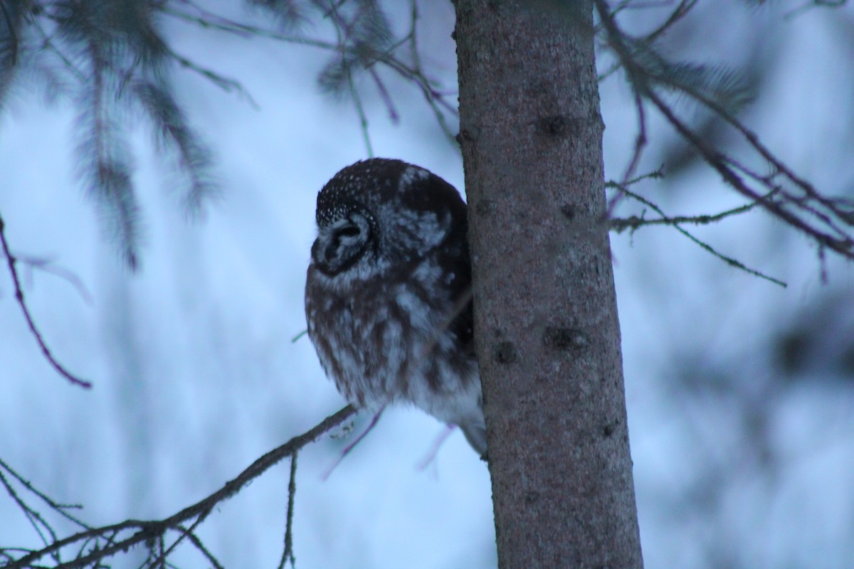 Boreal Owl - ML282880371