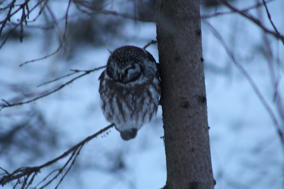 Boreal Owl - ML282880401