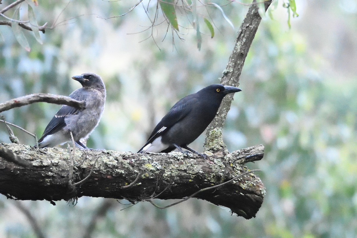 Pied Currawong - ML282880451