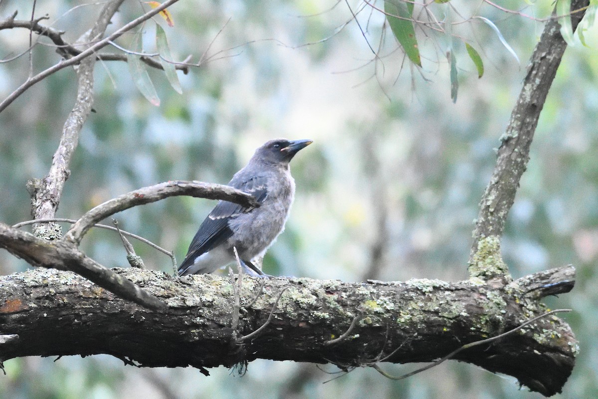 Pied Currawong - ML282880471