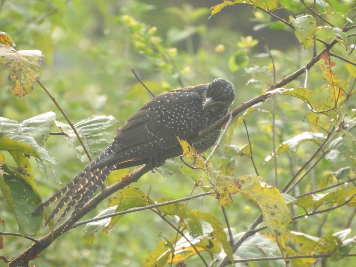 Asian Koel - ML282880641