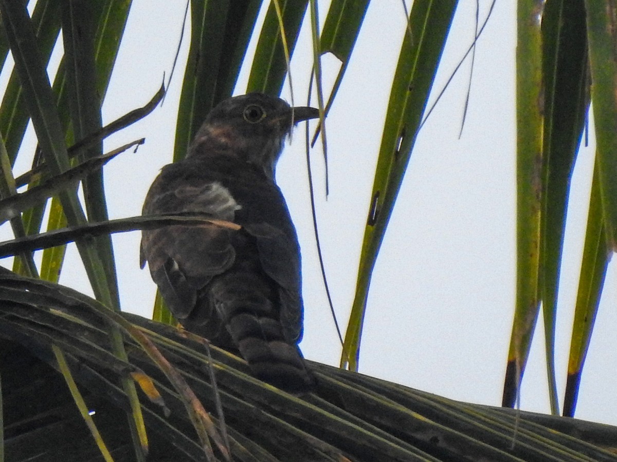 Common Hawk-Cuckoo - ML282880791