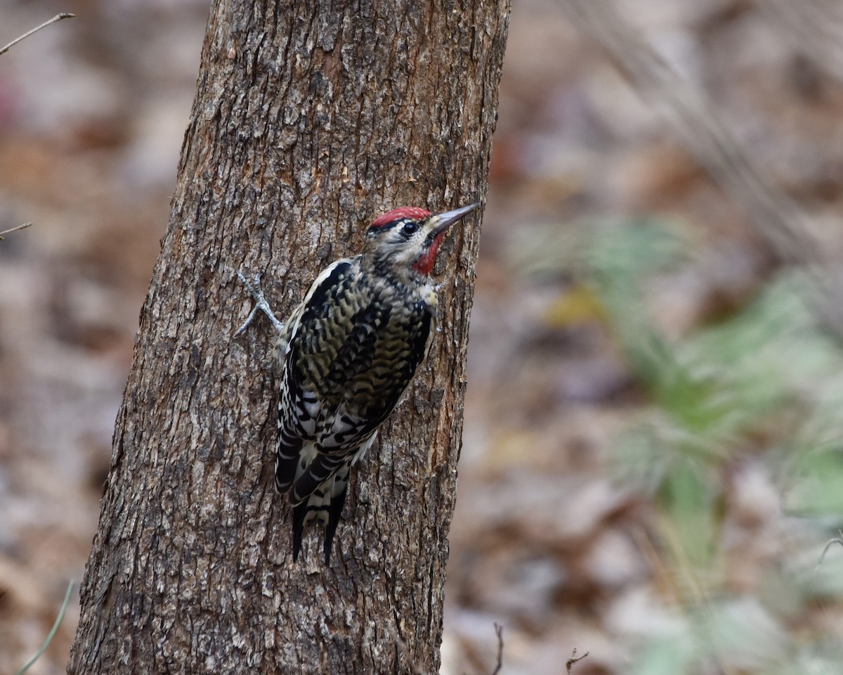 Yellow-bellied Sapsucker - ML282880821