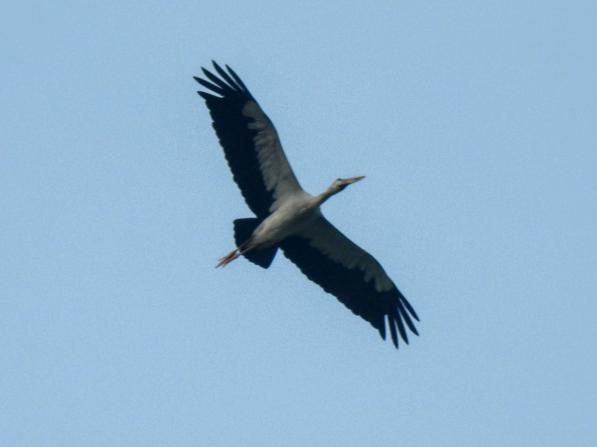 Asian Openbill - ML282880911
