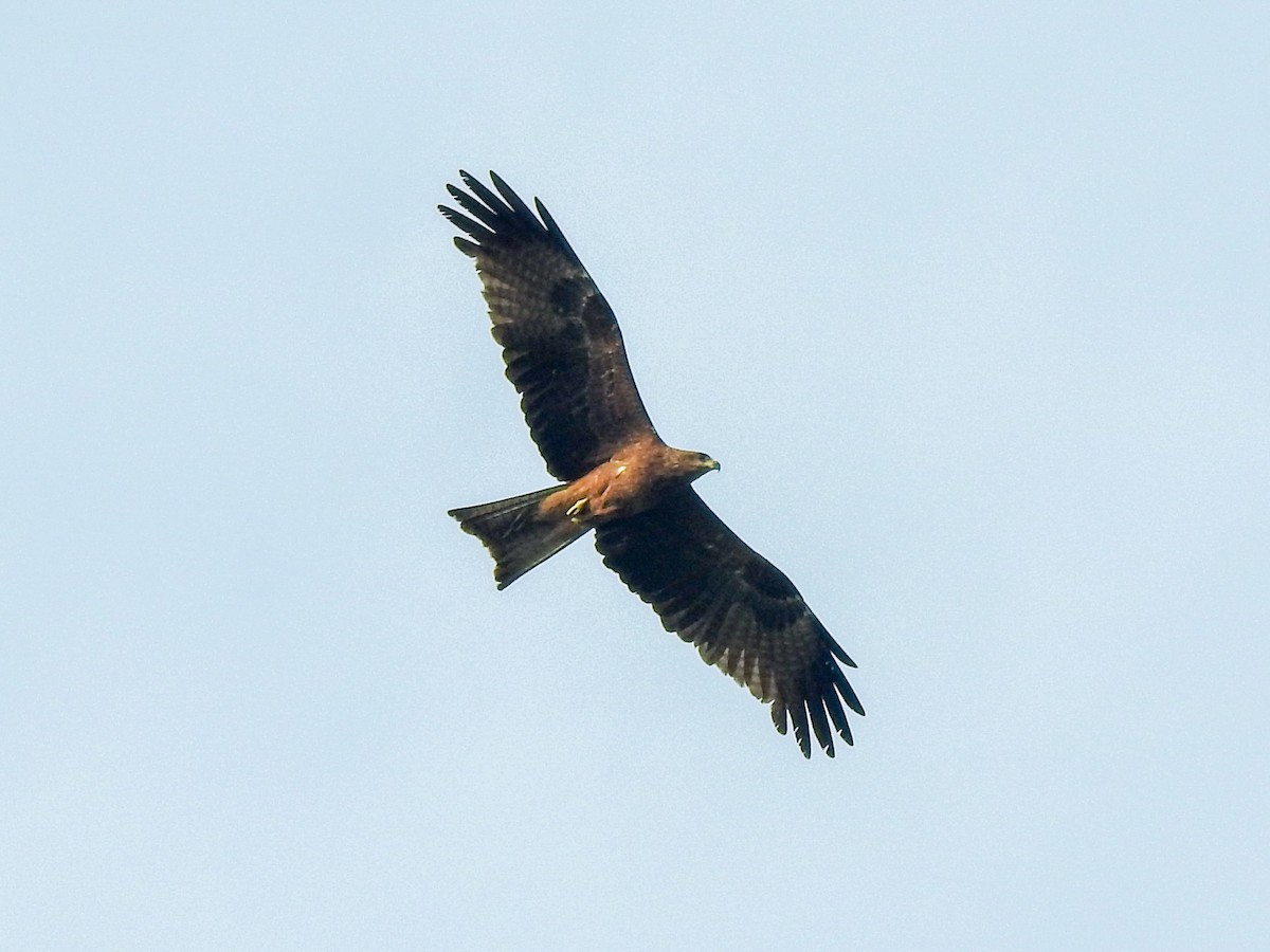 Black Kite - ML282881091