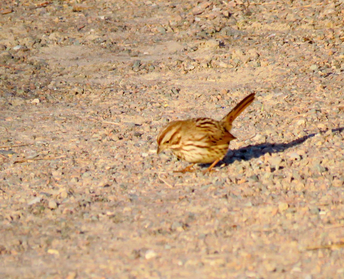 Song Sparrow - ML282888471