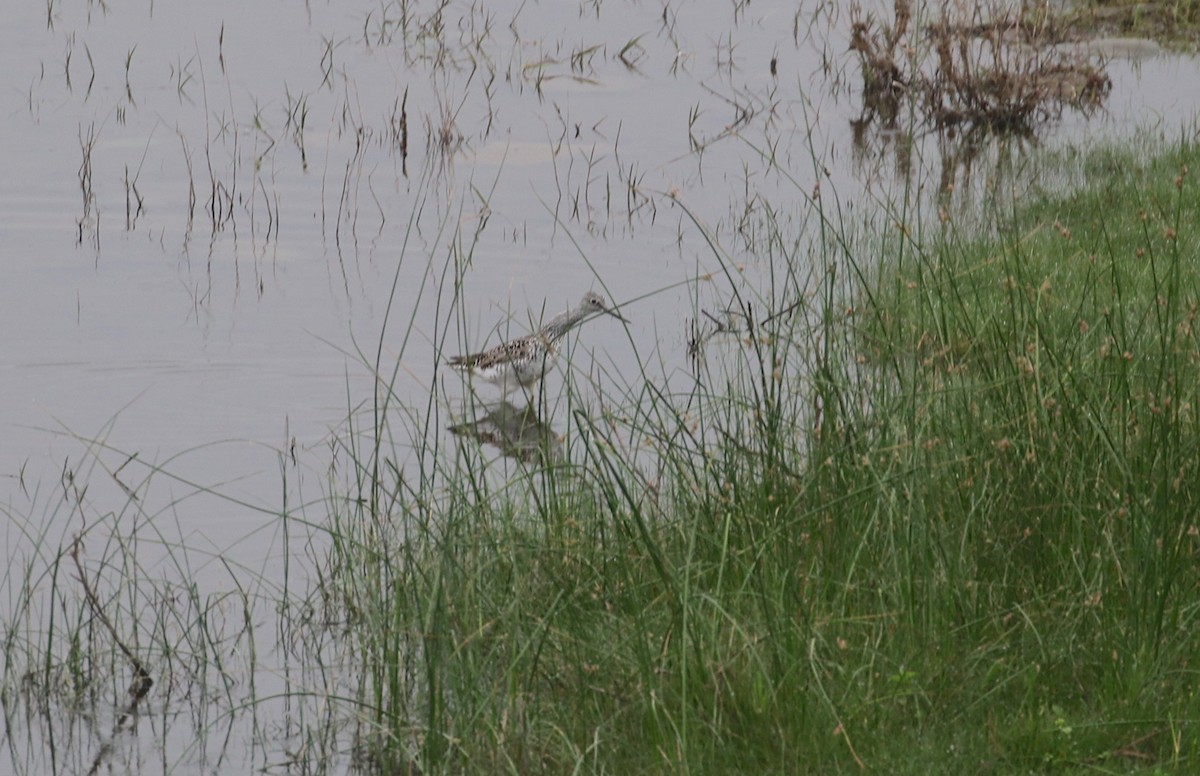 Greater Yellowlegs - ML28288871