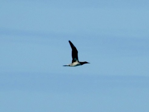 Northern Gannet - ML282888791