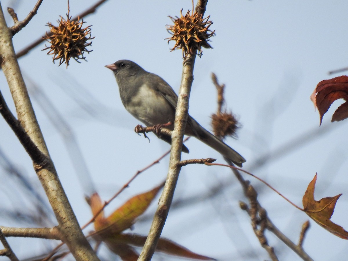 Dark-eyed Junco - Ryne VanKrevelen