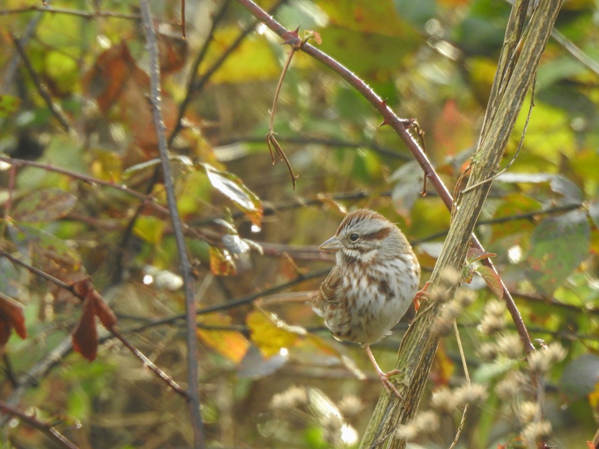 Song Sparrow - ML282889701