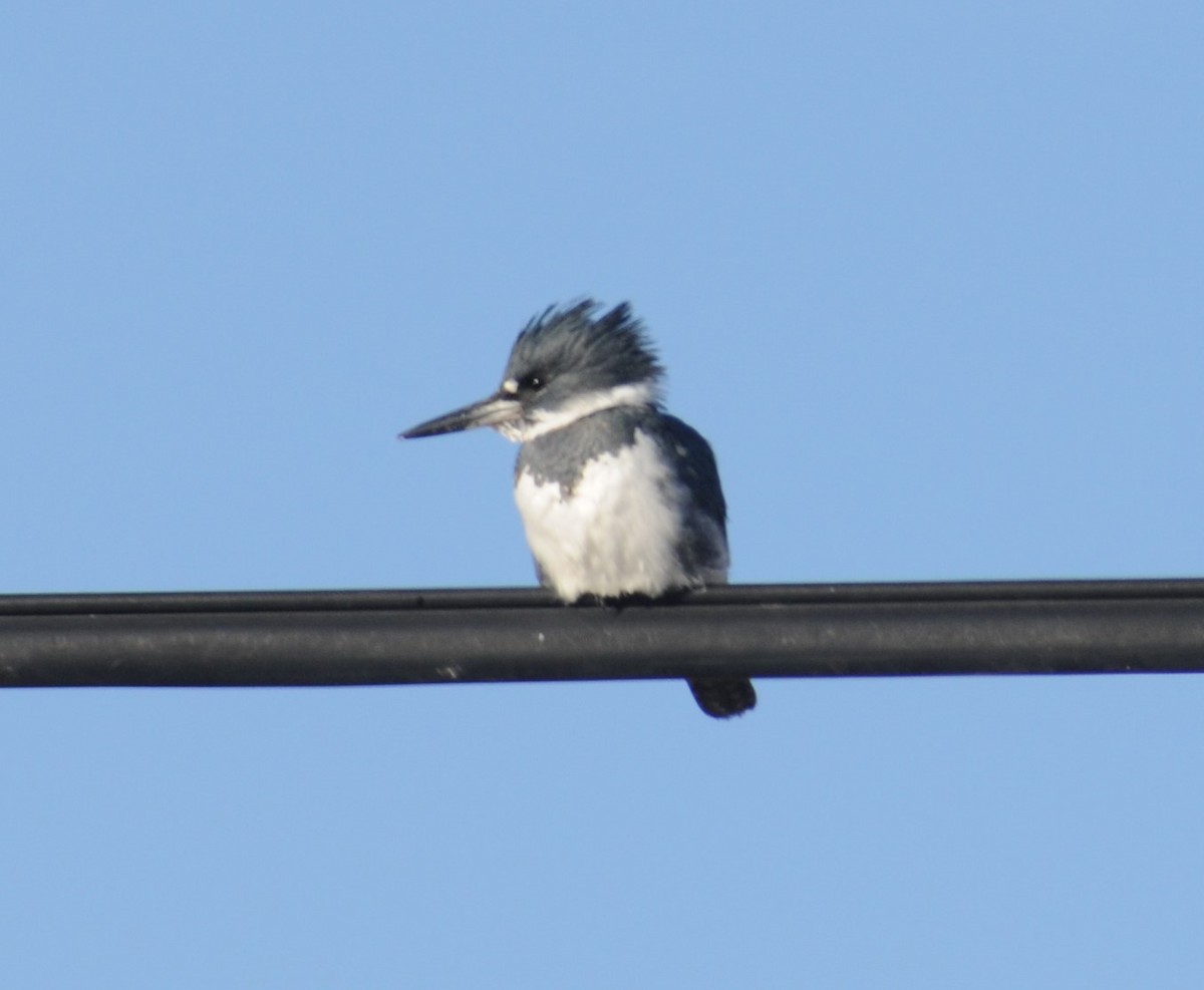 Belted Kingfisher - ML282891011