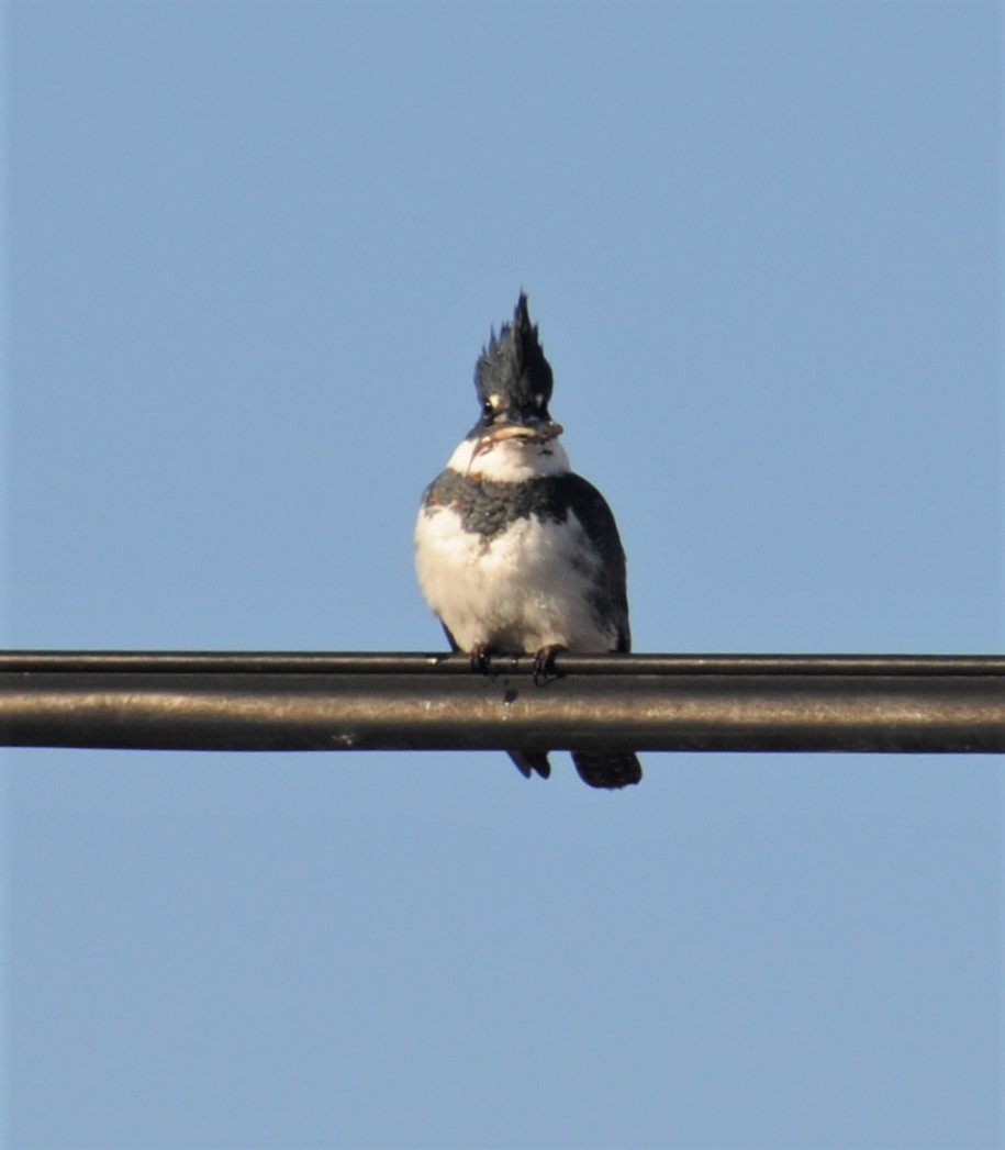 Belted Kingfisher - ML282891021