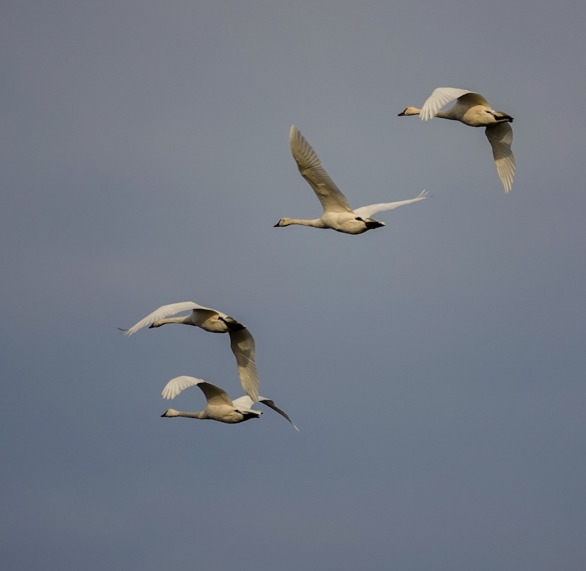 Tundra Swan - ML282891221