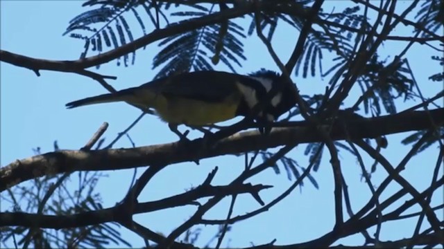 Eastern Shrike-tit - ML282891731