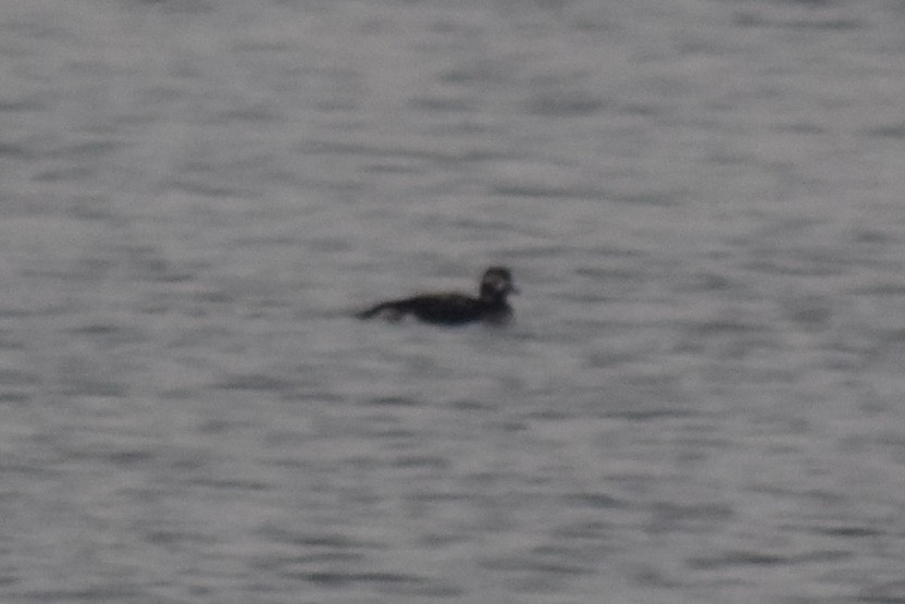 Long-tailed Duck - ML282892881
