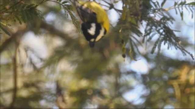 Eastern Shrike-tit - ML282892951