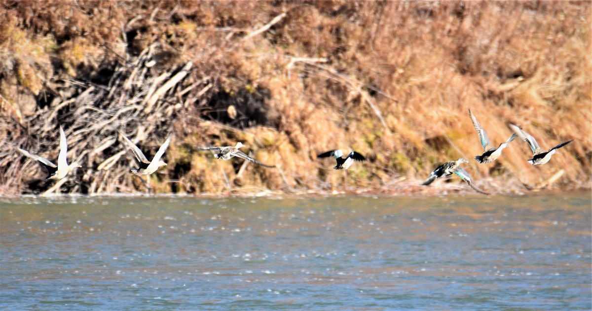 Ногоохон нугас - ML282893631