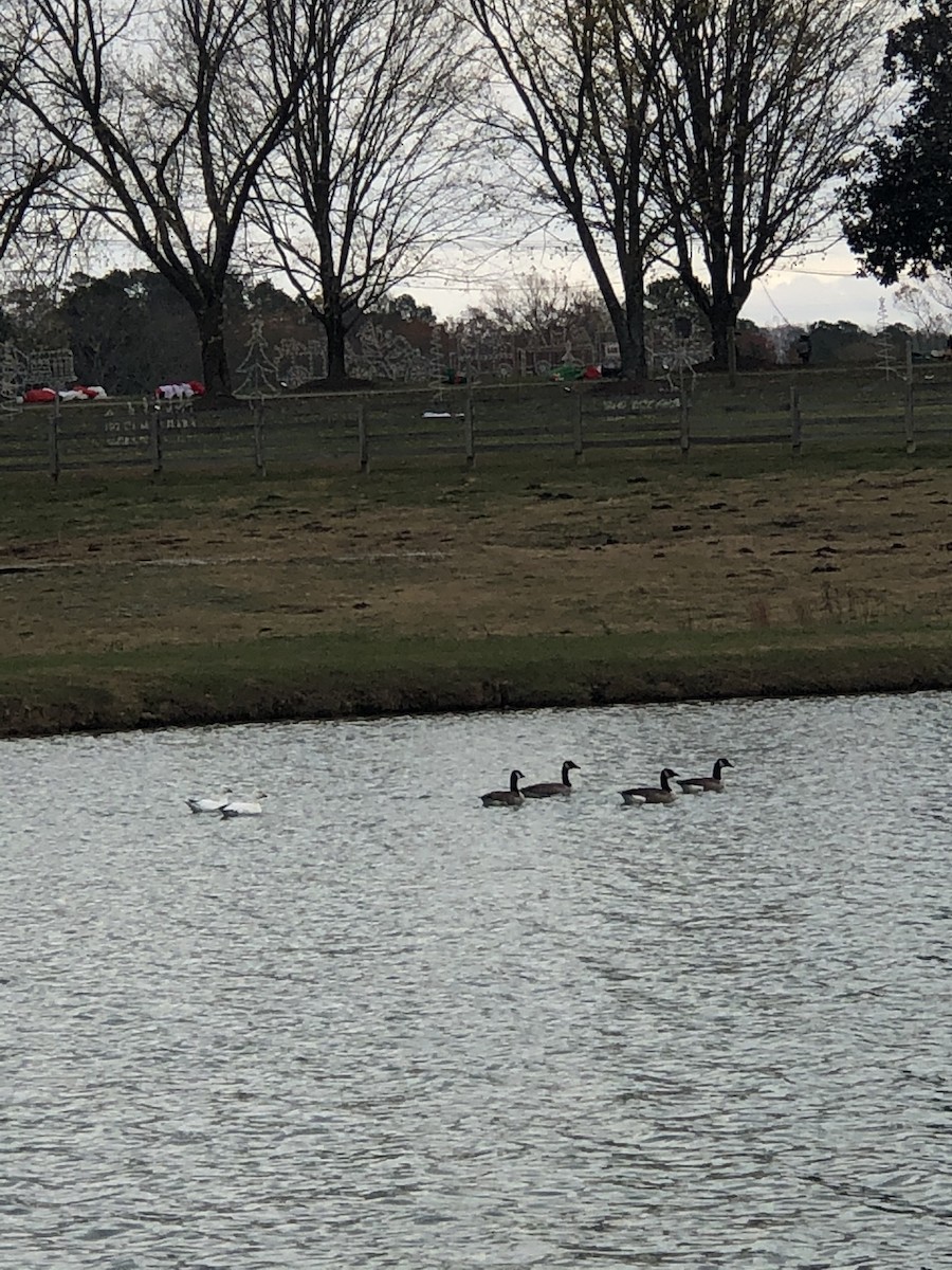 Snow Goose - Lisa Sellers