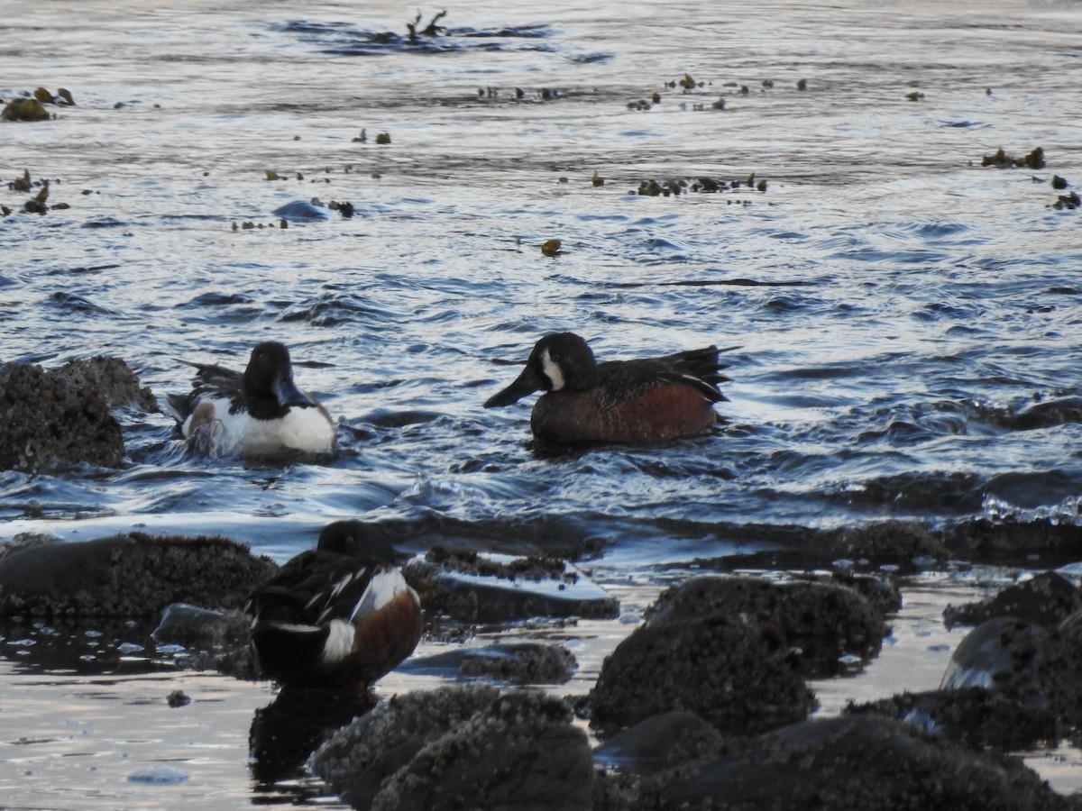 Cinnamon Teal x Northern Shoveler (hybrid) - ML282896611