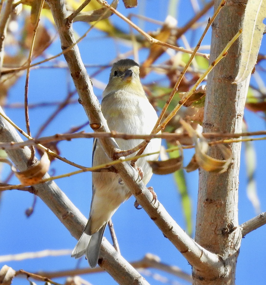 American Goldfinch - ML282897811