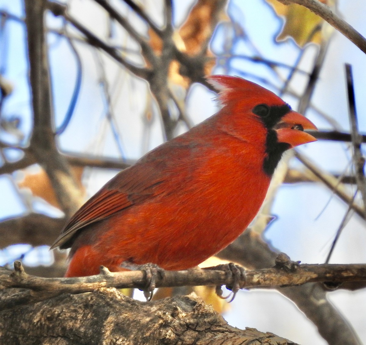 Northern Cardinal - Van Remsen