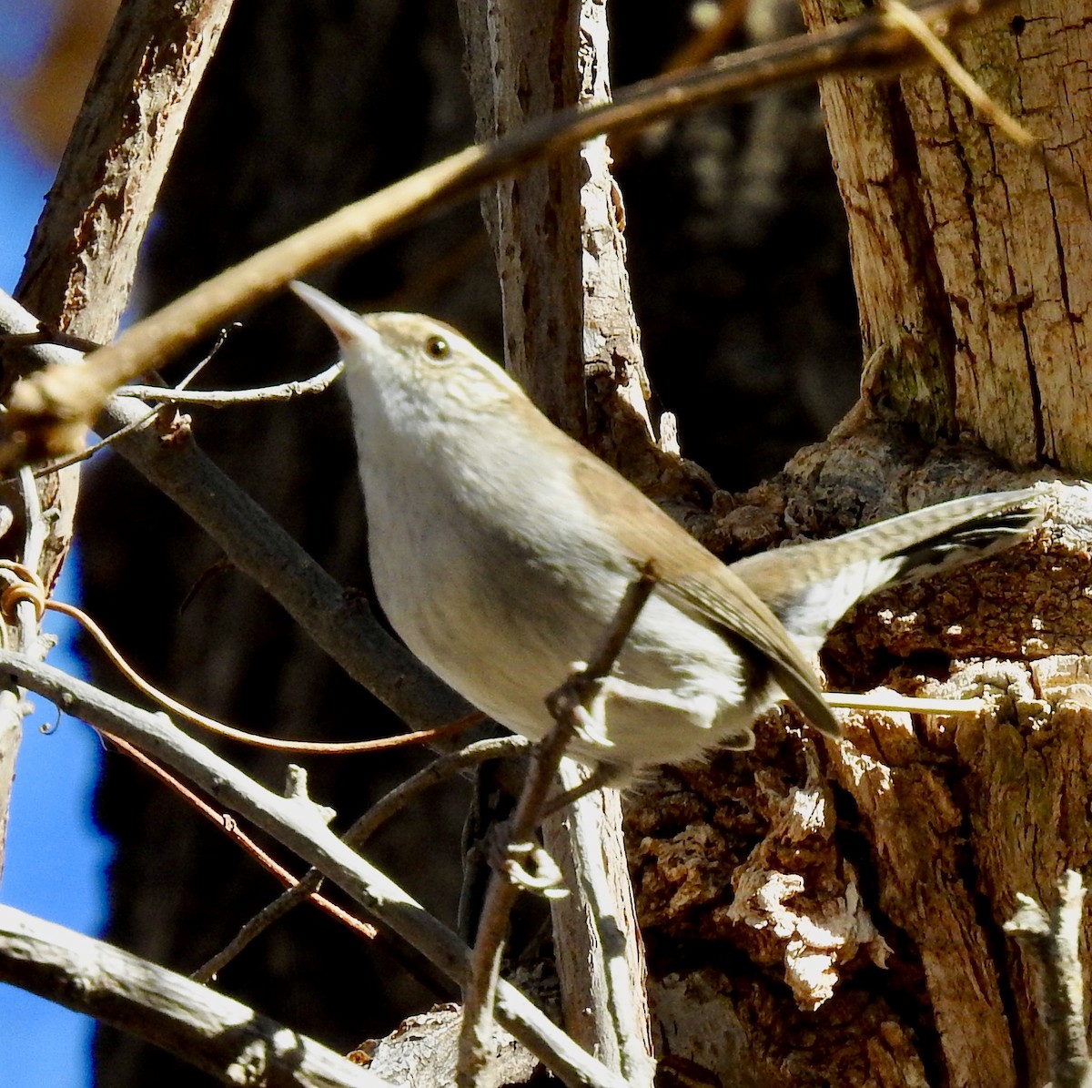 Bewick's Wren - ML282899031