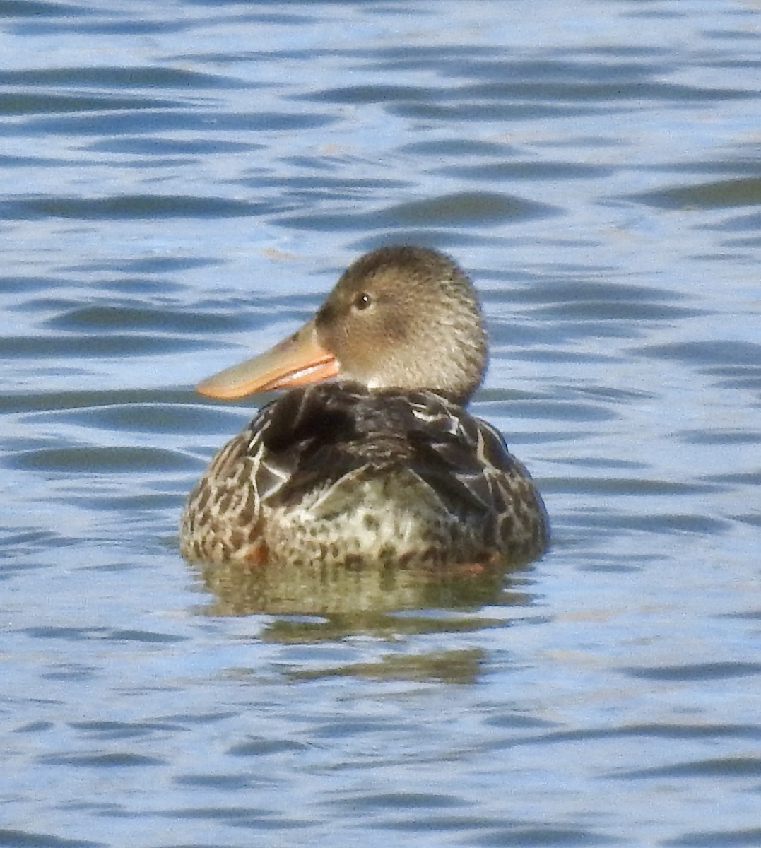 Northern Shoveler - ML282899281