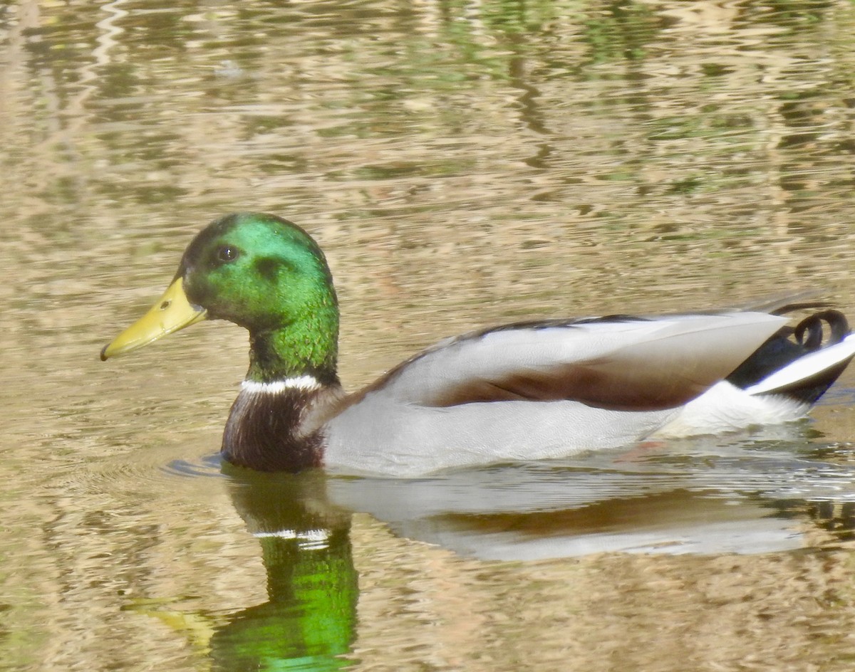 Canard colvert - ML282899751