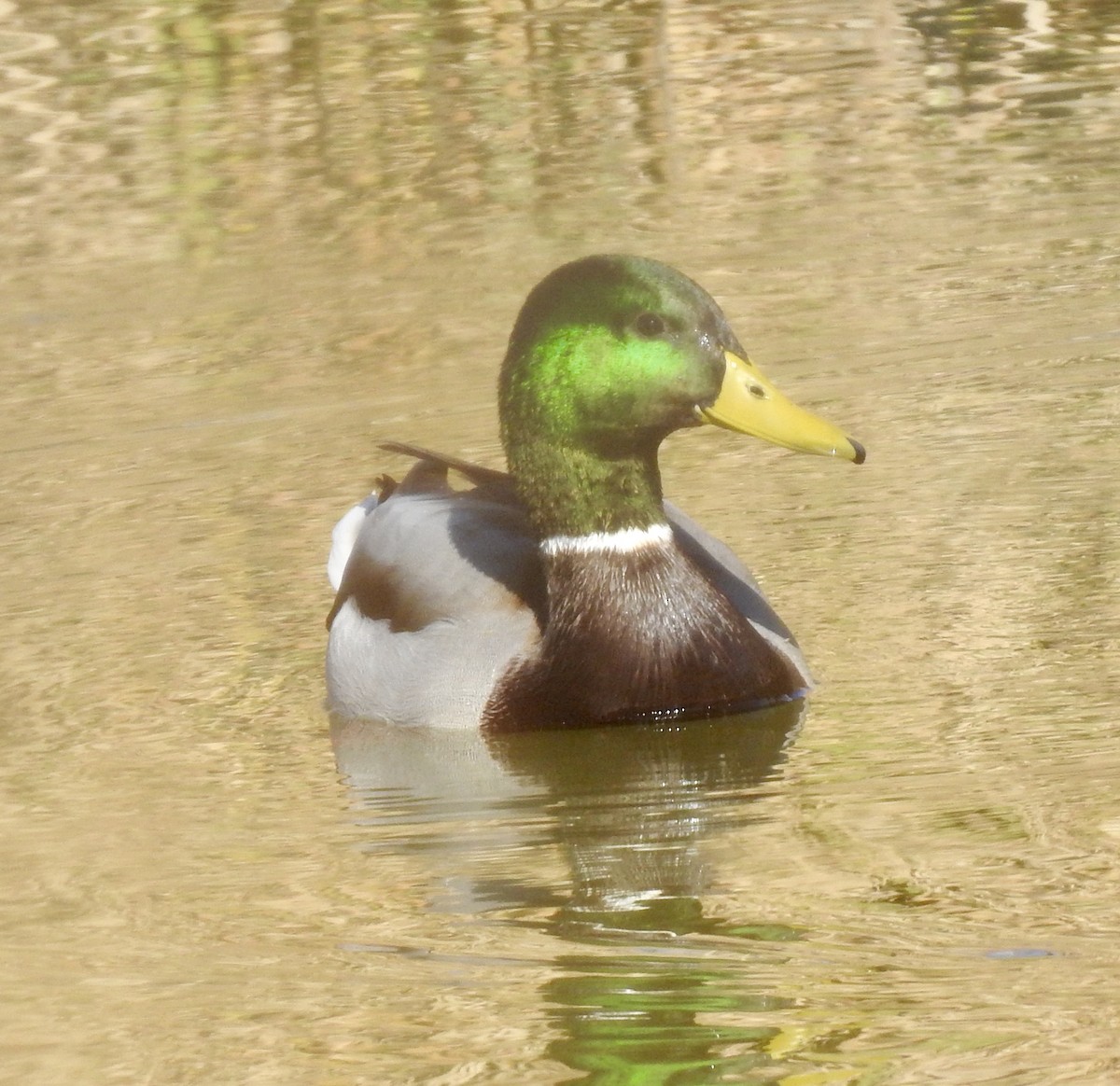 Canard colvert - ML282899761